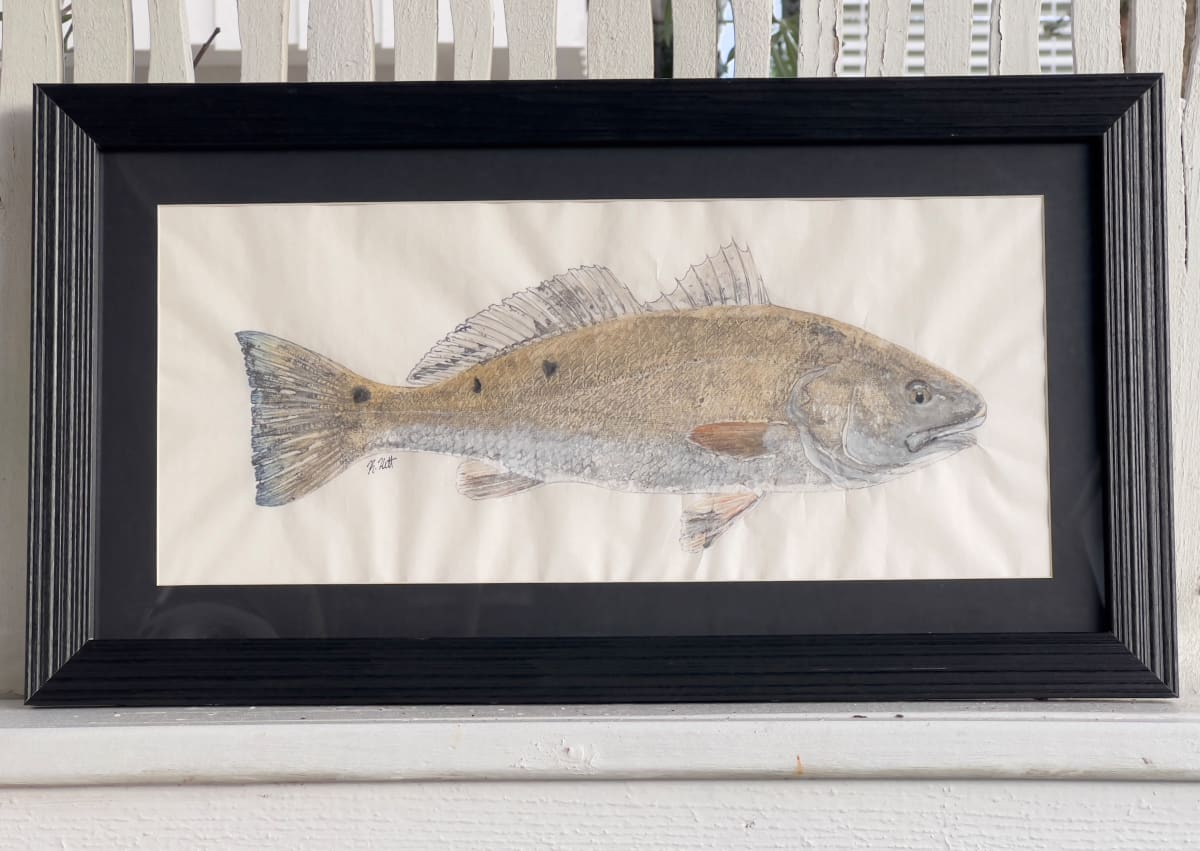 Red Drum IV by Kaylee Hettenbaugh 