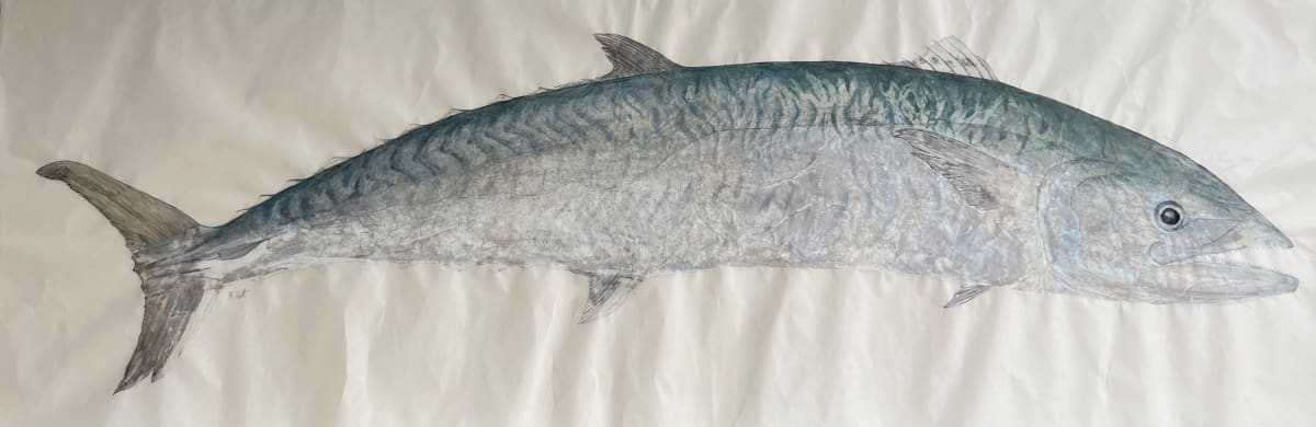 King Mackerel 