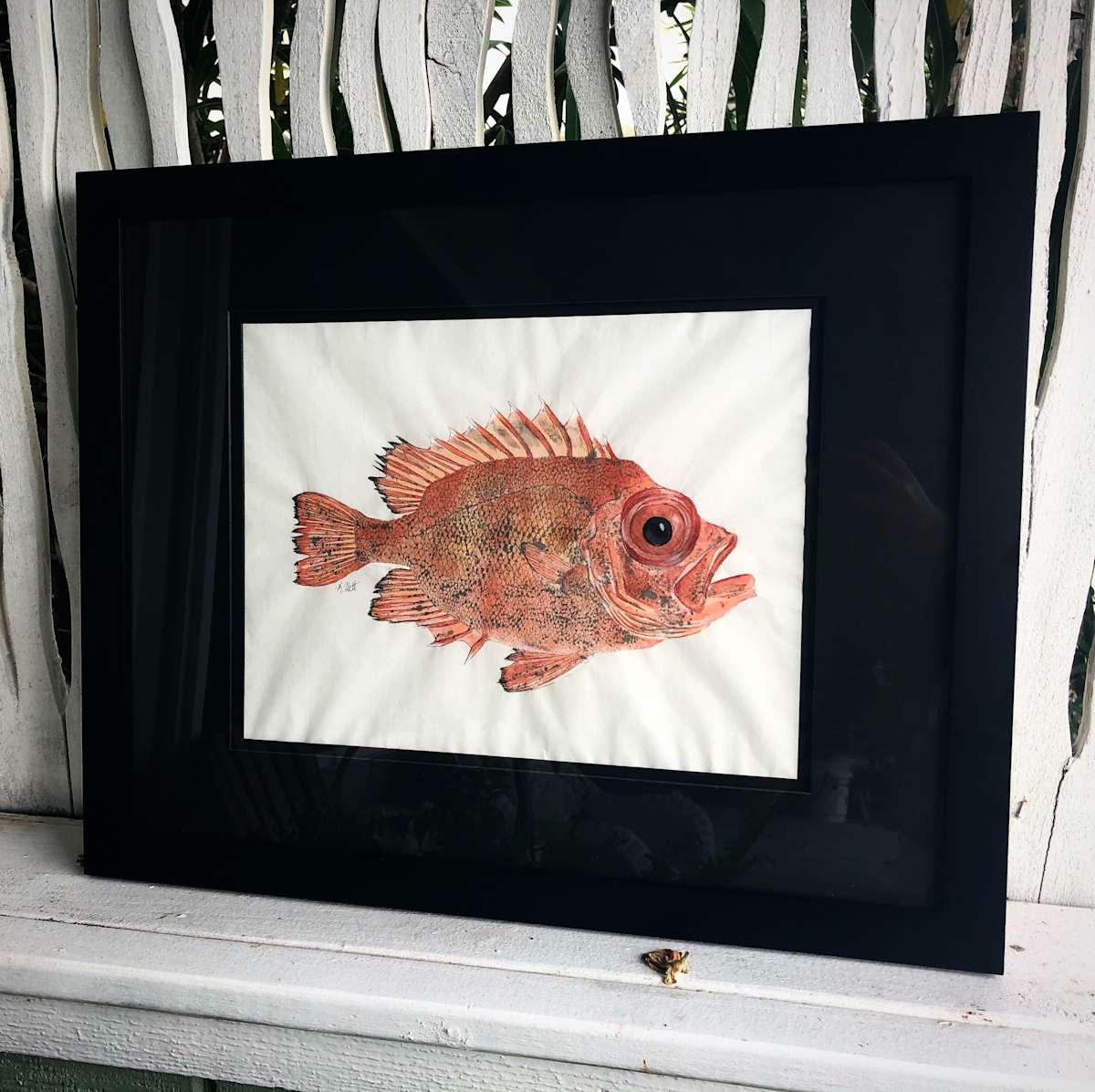Big Eye Snapper, Image 2.
