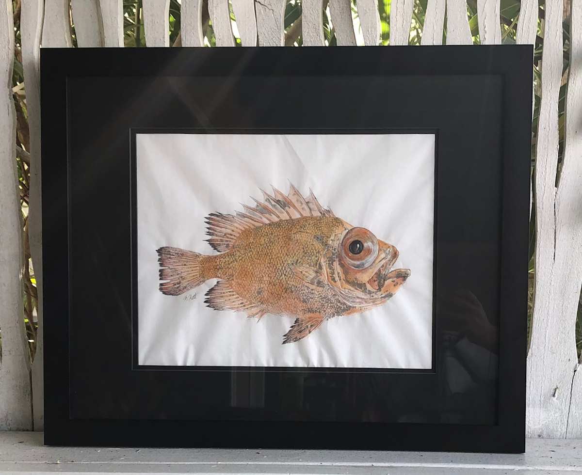 Big Eye Snapper I, Image 2.