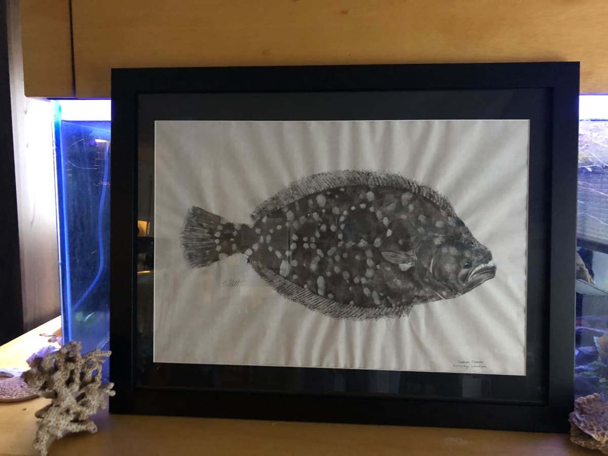 Southern Flounder I, Image 1.