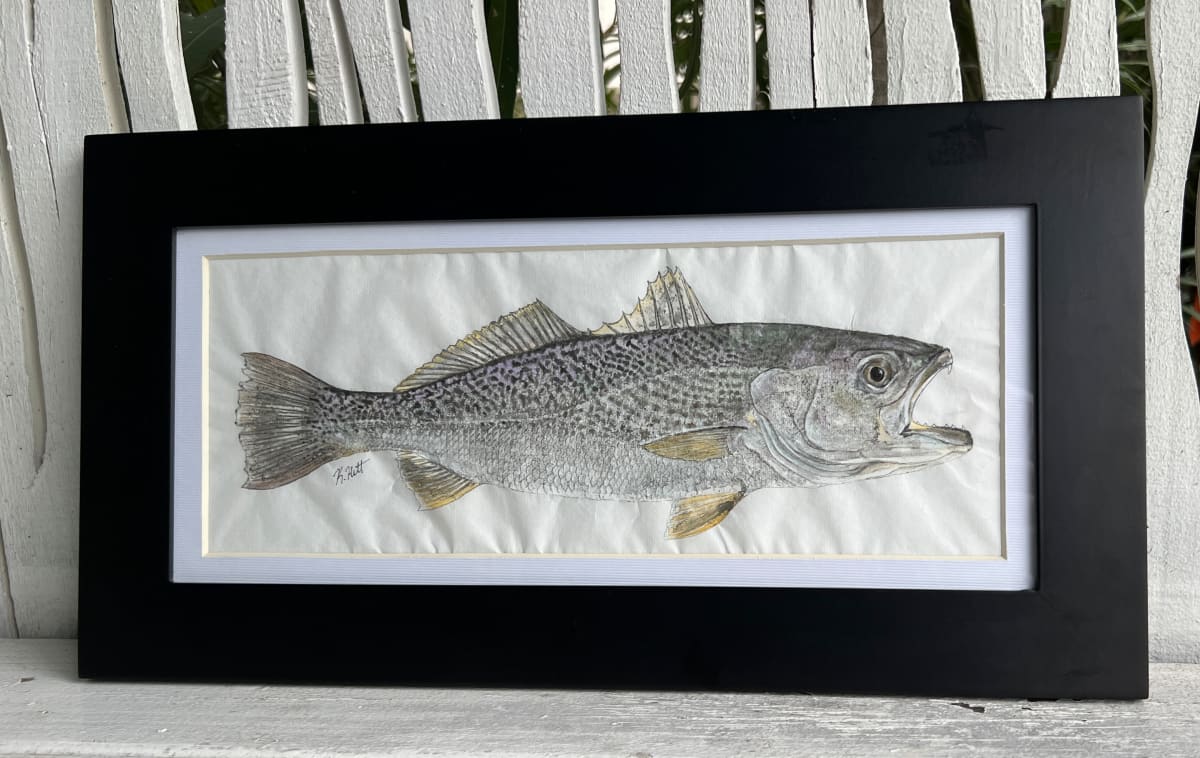 Summertrout, Image 1.