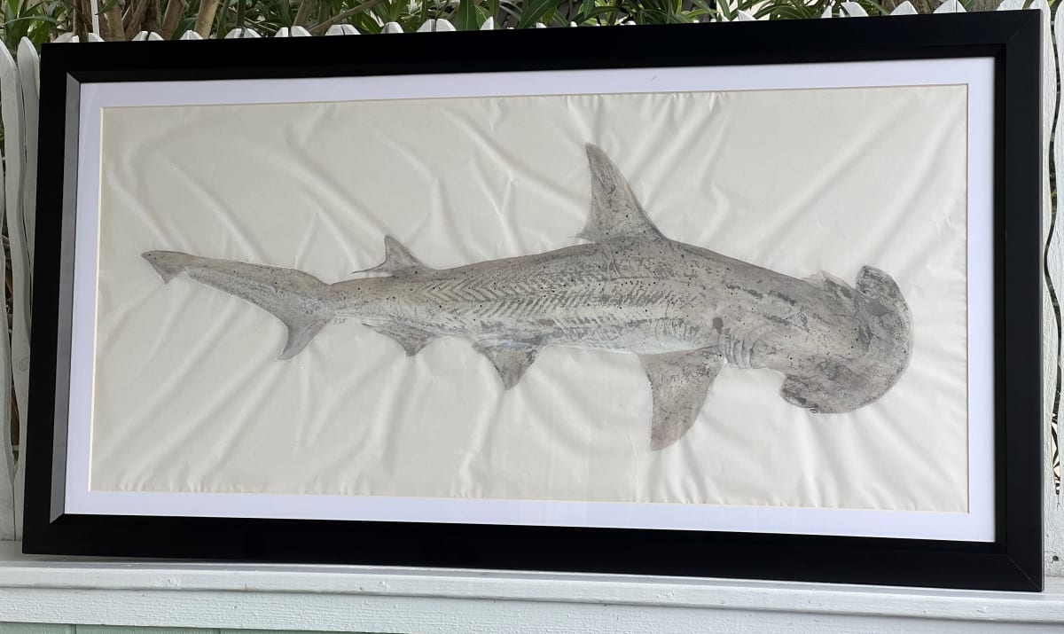 Bonnethead Shark  Image: framed, front