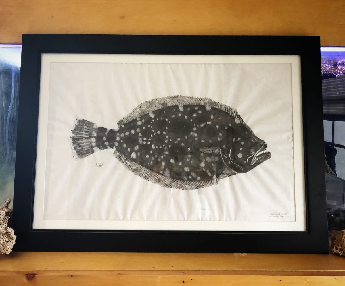 Southern Flounder 