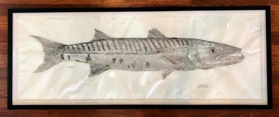 Greater Barracuda, Image 1.