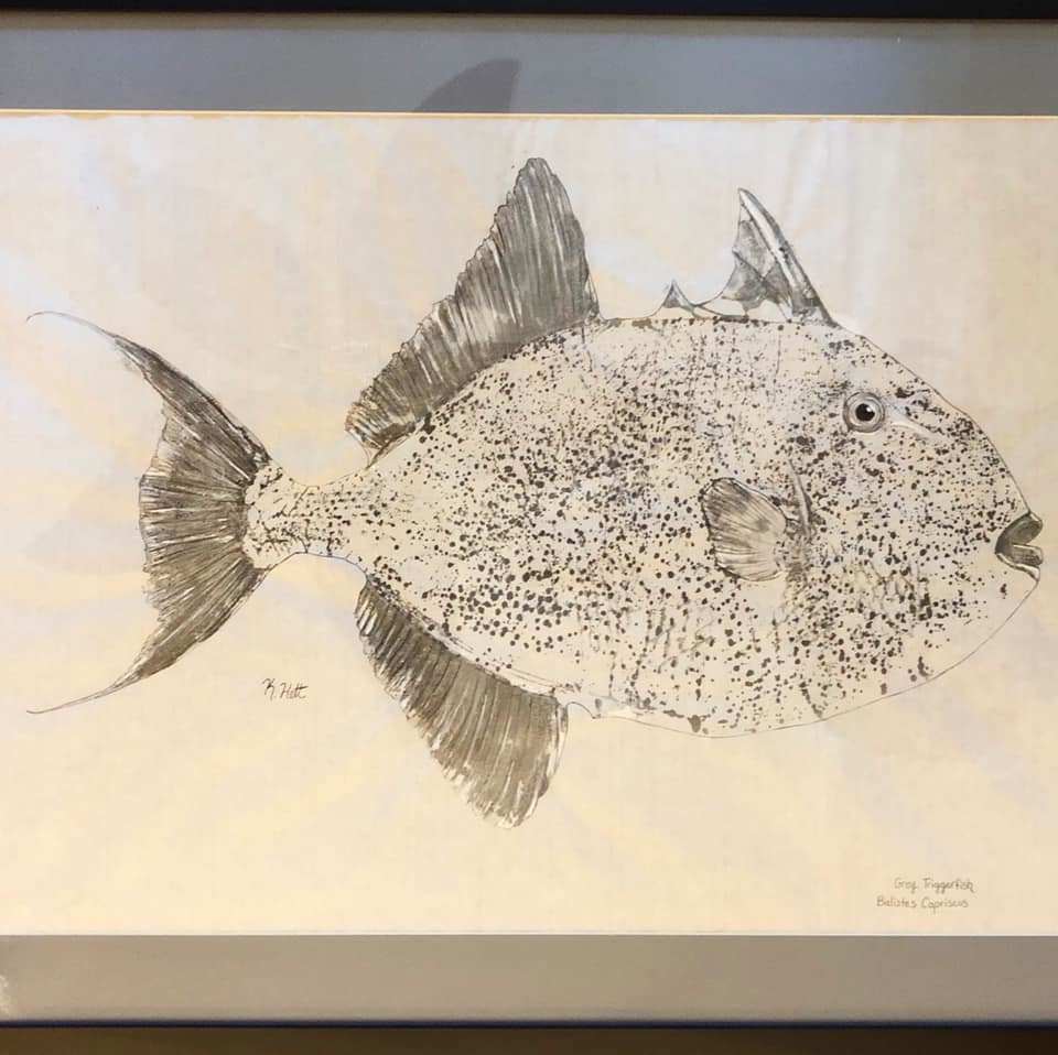 Grey Triggerfish, Image 1.