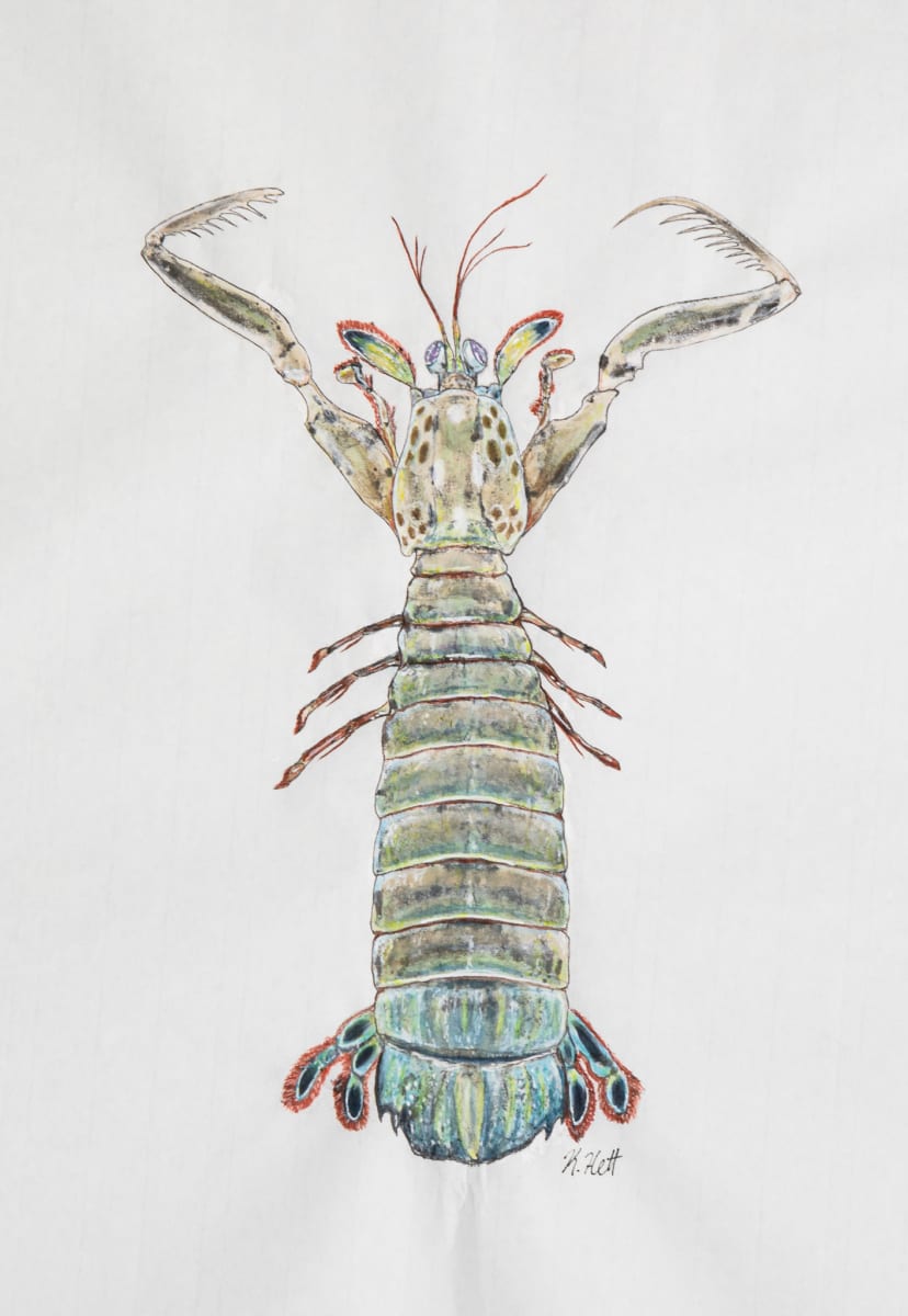 Mantis Shrimp by Kaylee Hettenbaugh, Image 1.