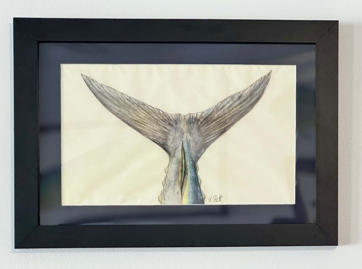 Blackfin Tuna Tail by Kaylee Hettenbaugh, Image 1.