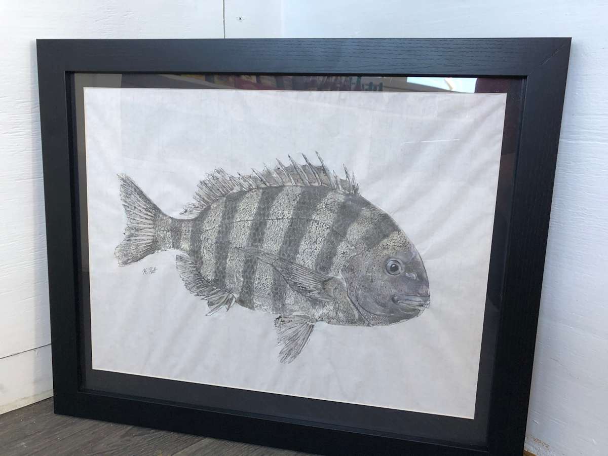 Sheepshead Porgy, Image 1.