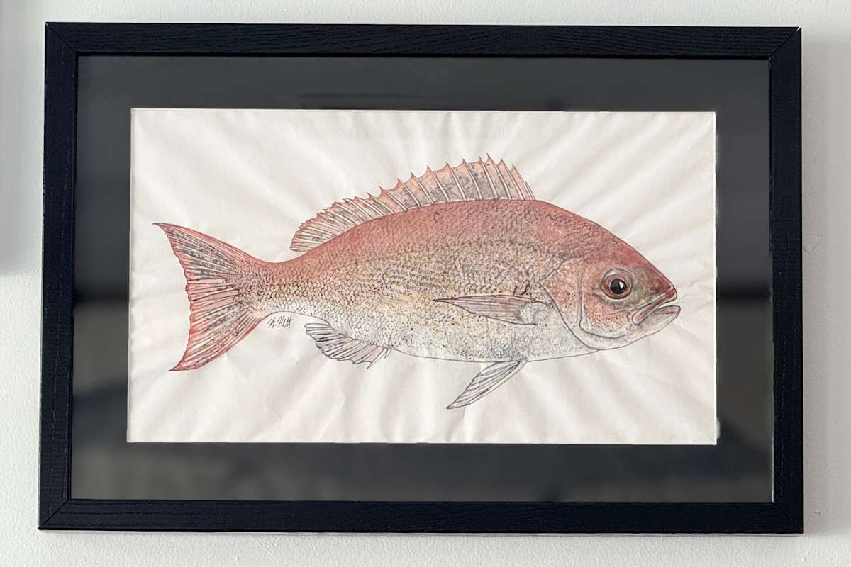 Vermilion Snapper by Kaylee Hettenbaugh 