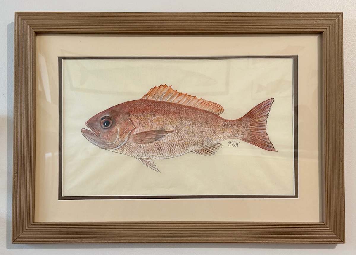 Vermillion Snapper I by Kaylee Hettenbaugh, Image 2.