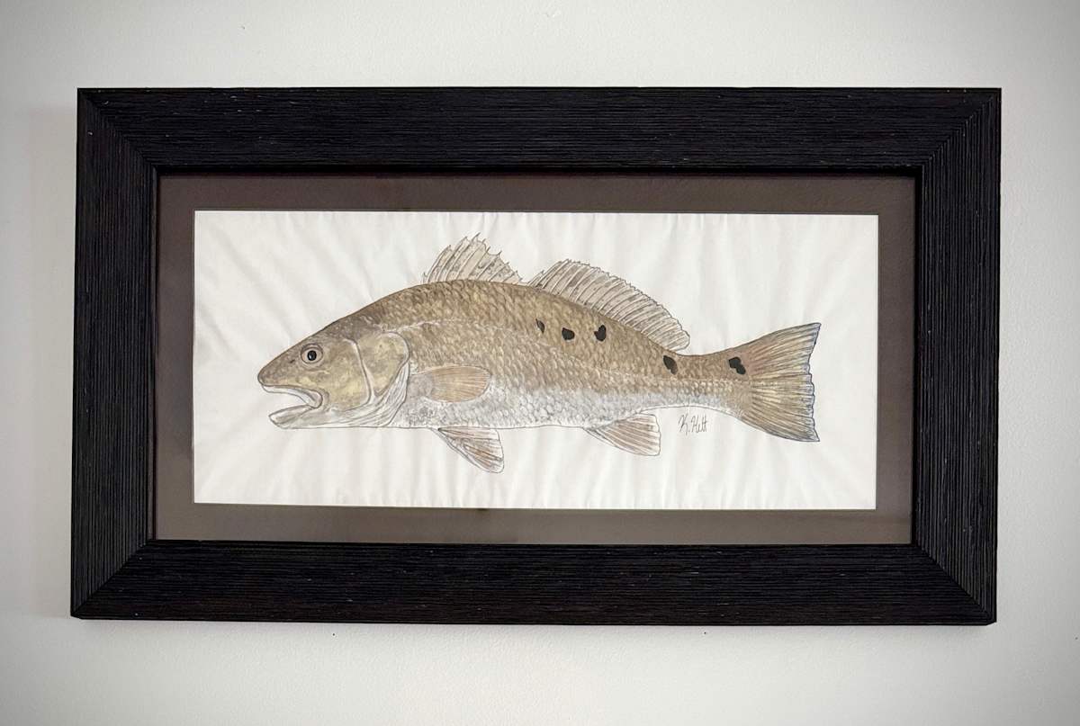 Redfish IV by Kaylee Hettenbaugh 