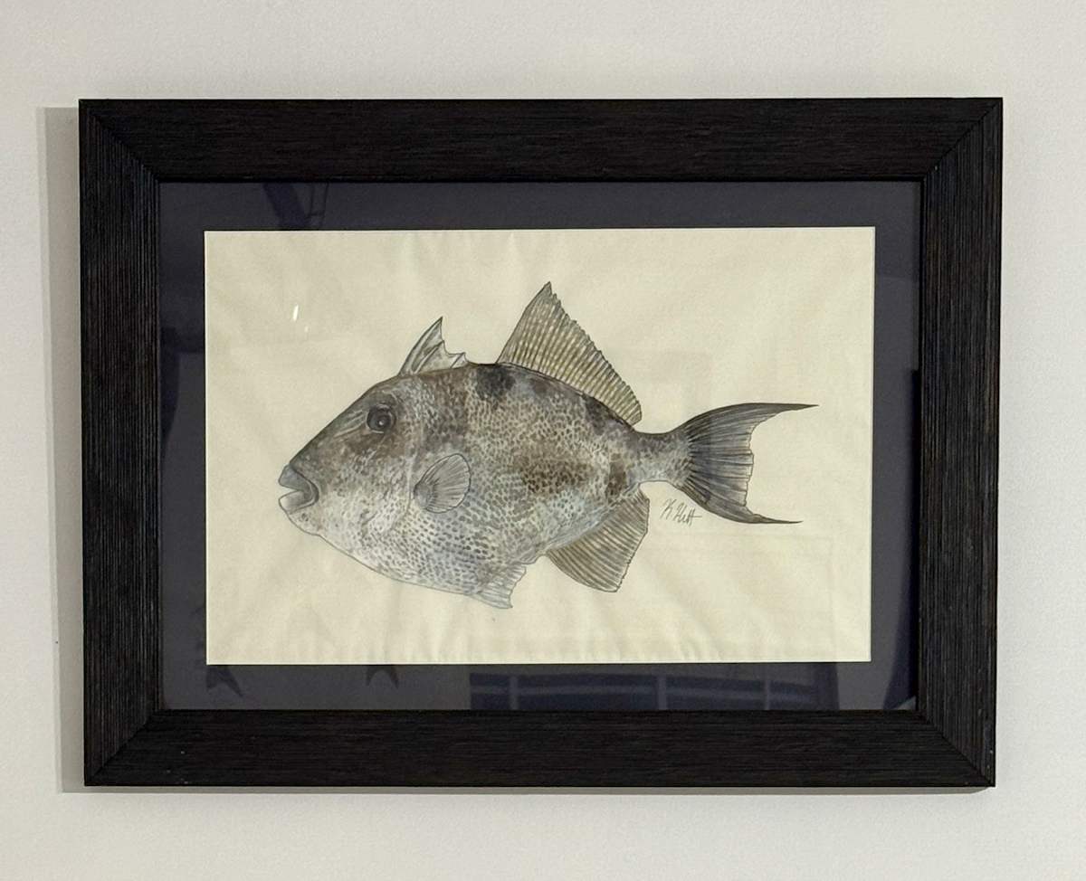 Grey Triggerfish by Kaylee Hettenbaugh 