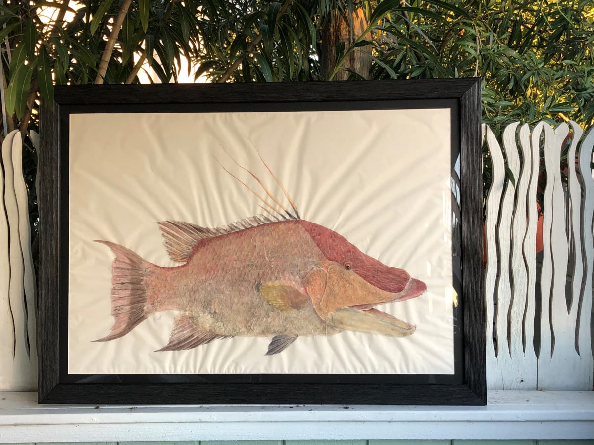 Hogfish  Image: Original 