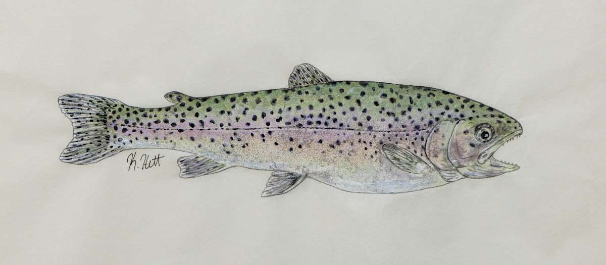 Rainbow Trout I by Kaylee Hettenbaugh, Image 1.