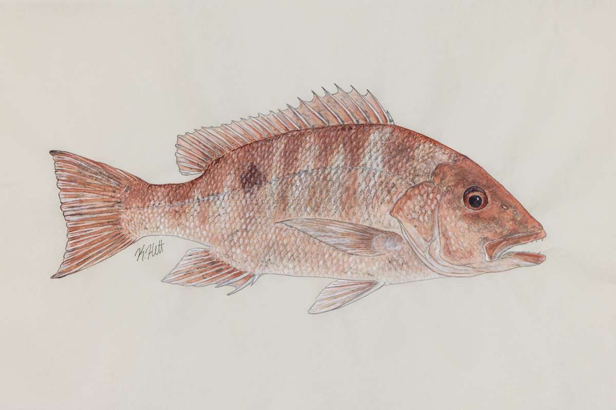 Red Snapper I by Kaylee Hettenbaugh, Image 1.