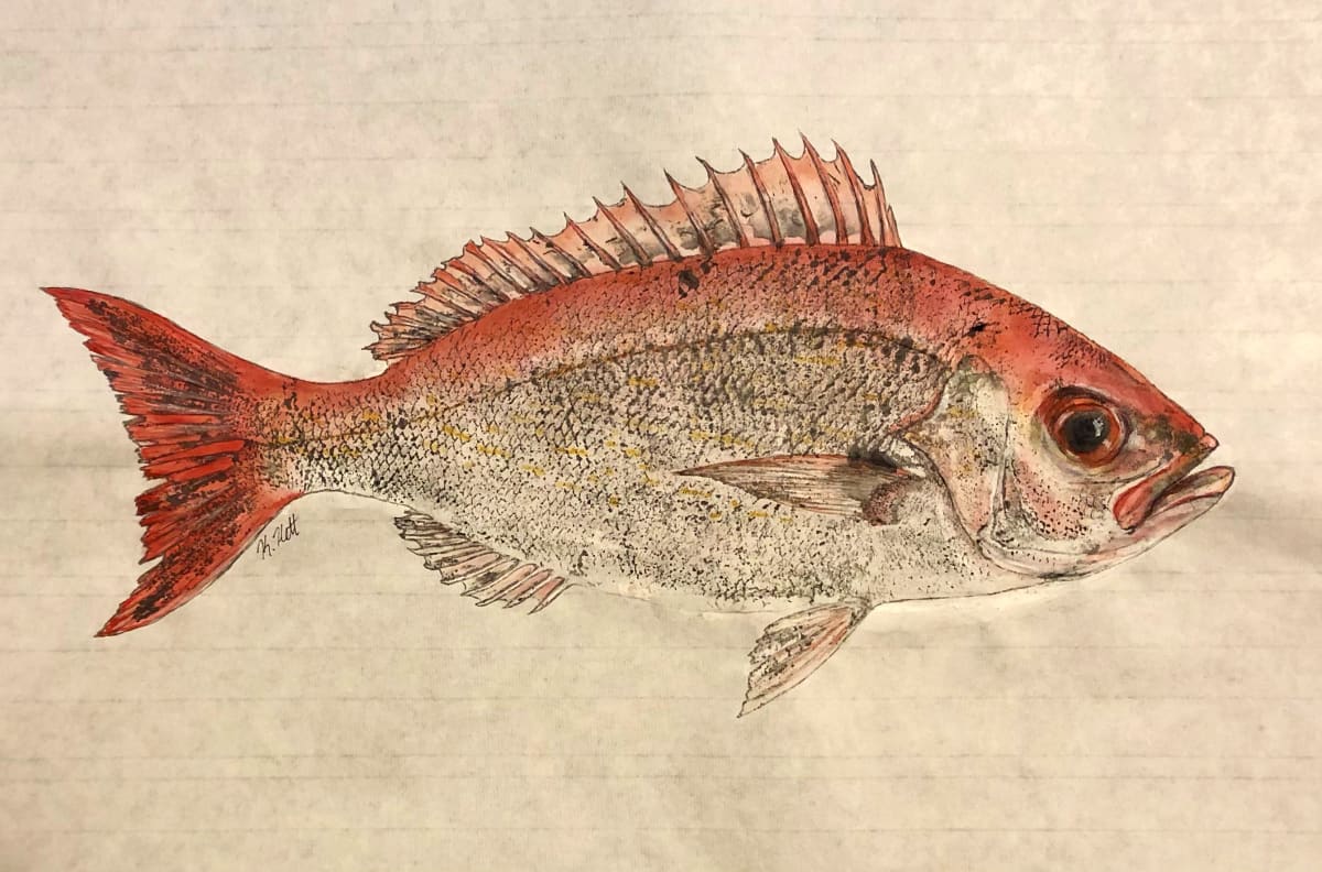 Vermilion Snapper, Image 3.