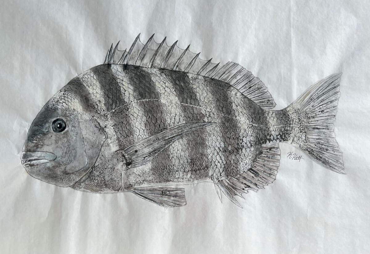 Sheepshead Porgy by Kaylee Hettenbaugh 