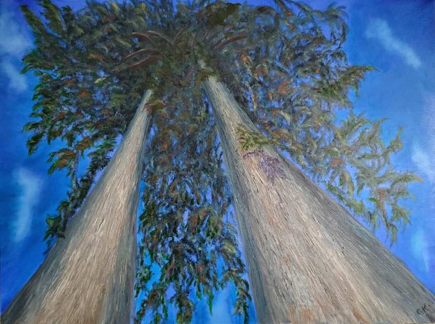 'Tall Cedars Ymir BC ' by Gail Knecht  Image: Towering over Michele's home in BC