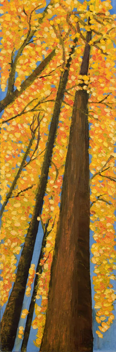The Three Sisters by Gail Knecht  Image: Magnificent mature Ash trees in the Fall Season. Located in Brighton, Ontario - The Glen.