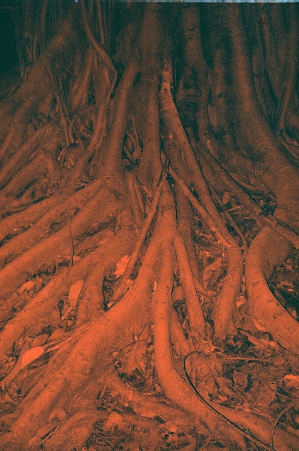 Raiz Vermelha by Fe Avila 