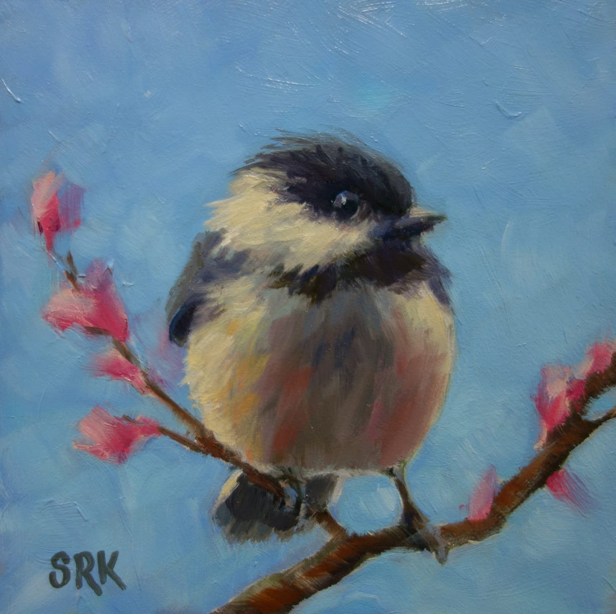 Blackcapped Chickadee 1 