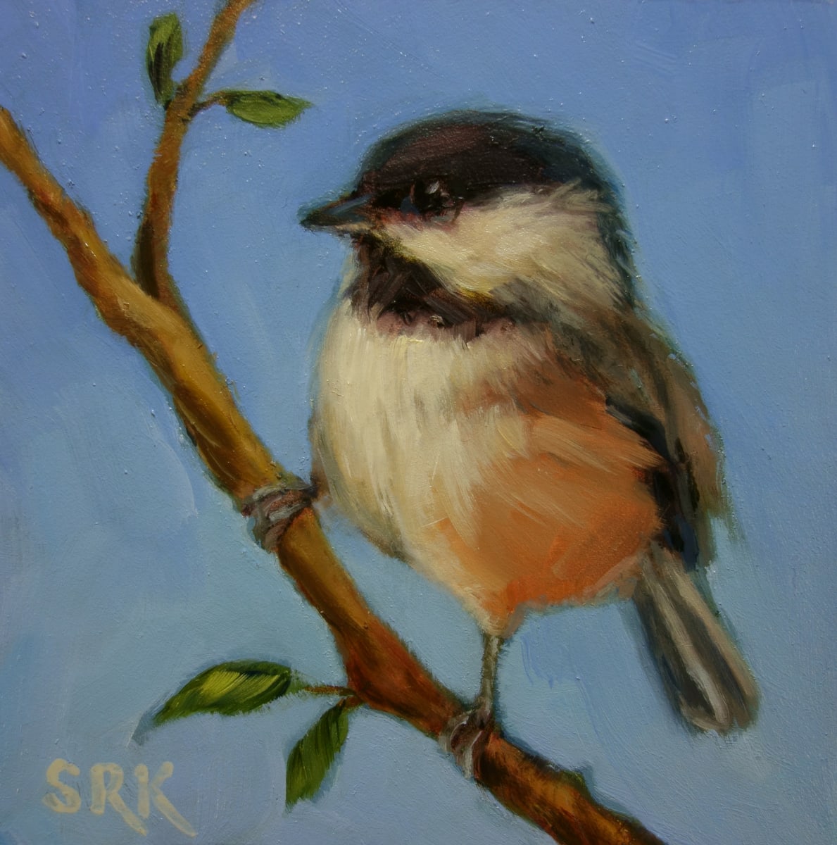 Blackcapped Chickadee 2 