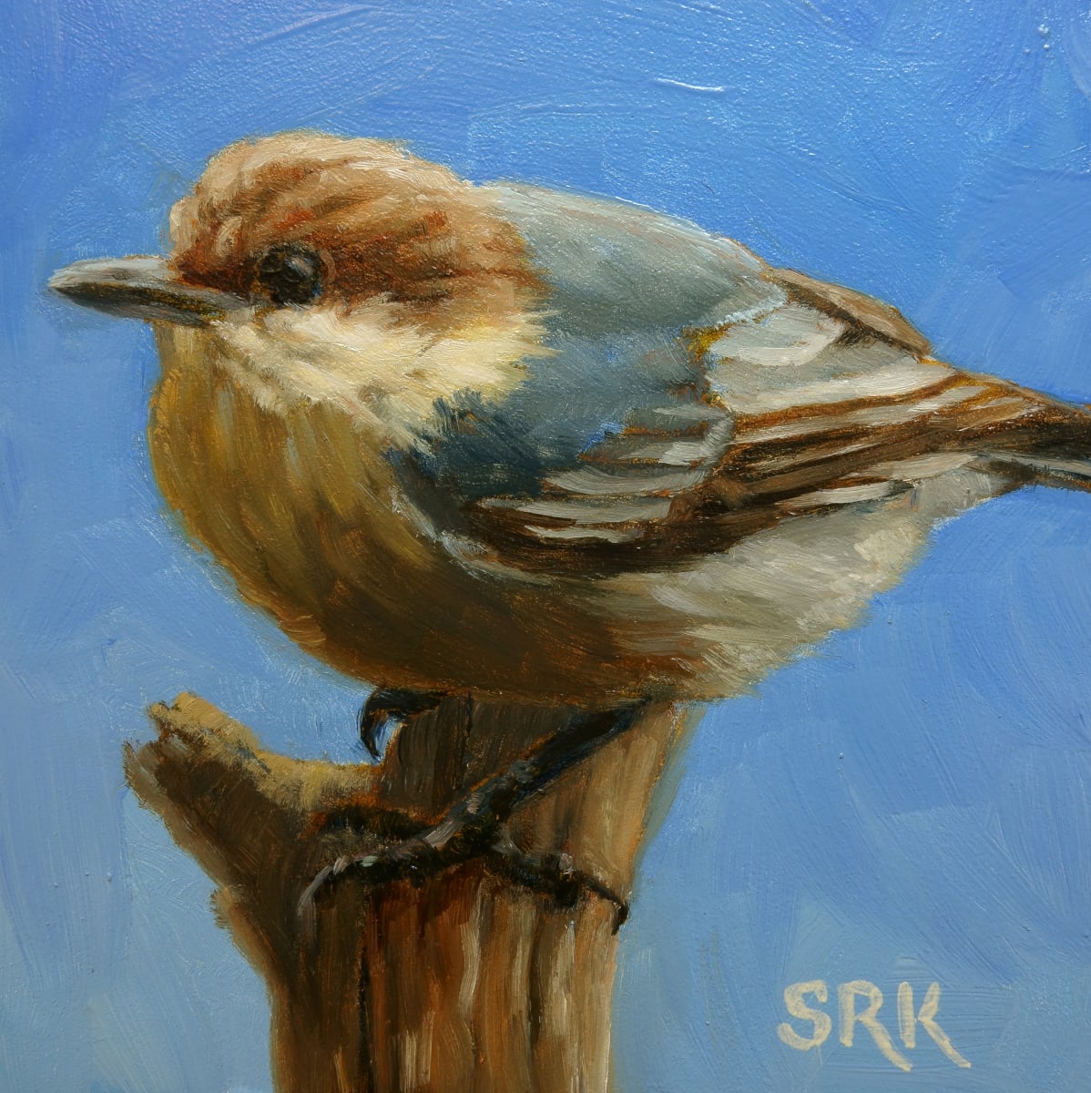 Brown-headed Nuthatch 1 