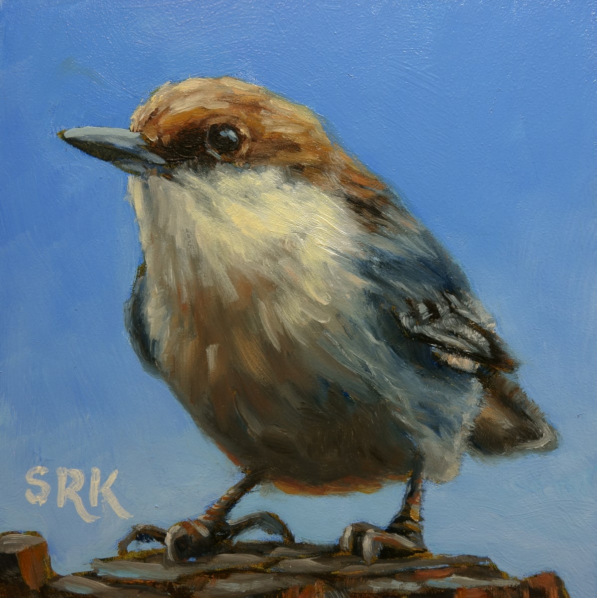 Brown-headed Nuthatch 2 