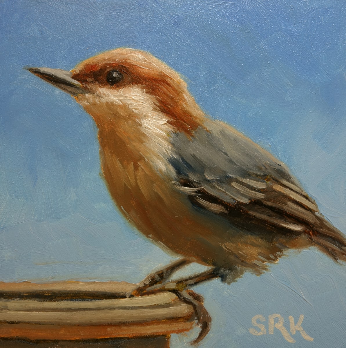 Brown-headed Nuthatch 3 