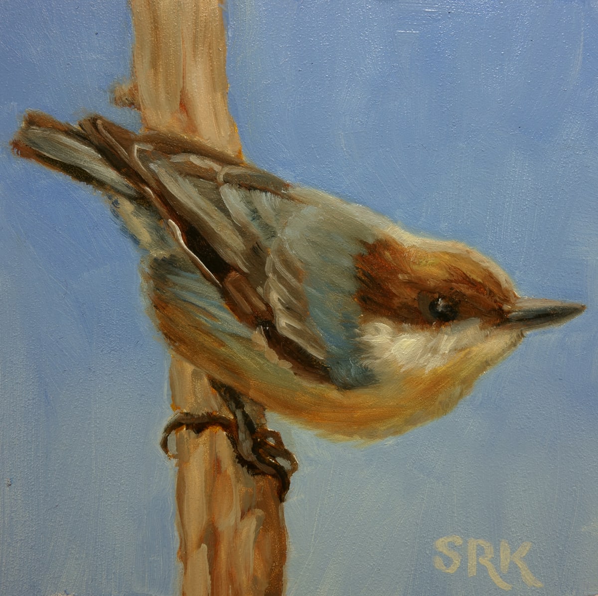 Brown-headed Nuthatch 4 