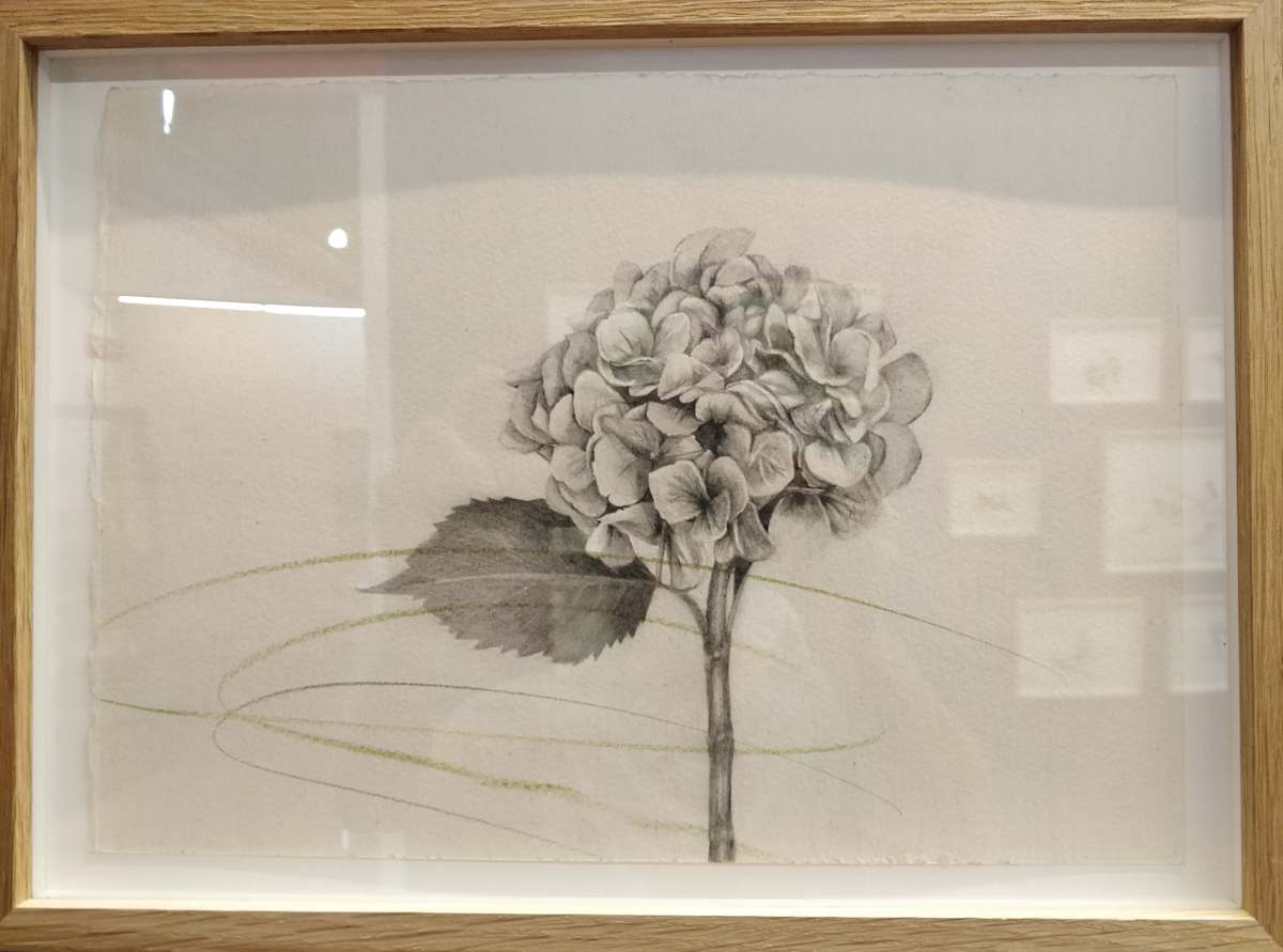 Hydrangea: Heartlessness by Vik . JF, Image 1.