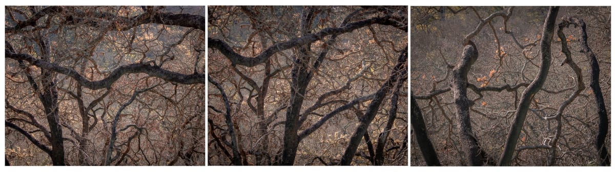 Oak Forest, Eighteen Months After the Fire by Jenny Helbraun Abramson 
