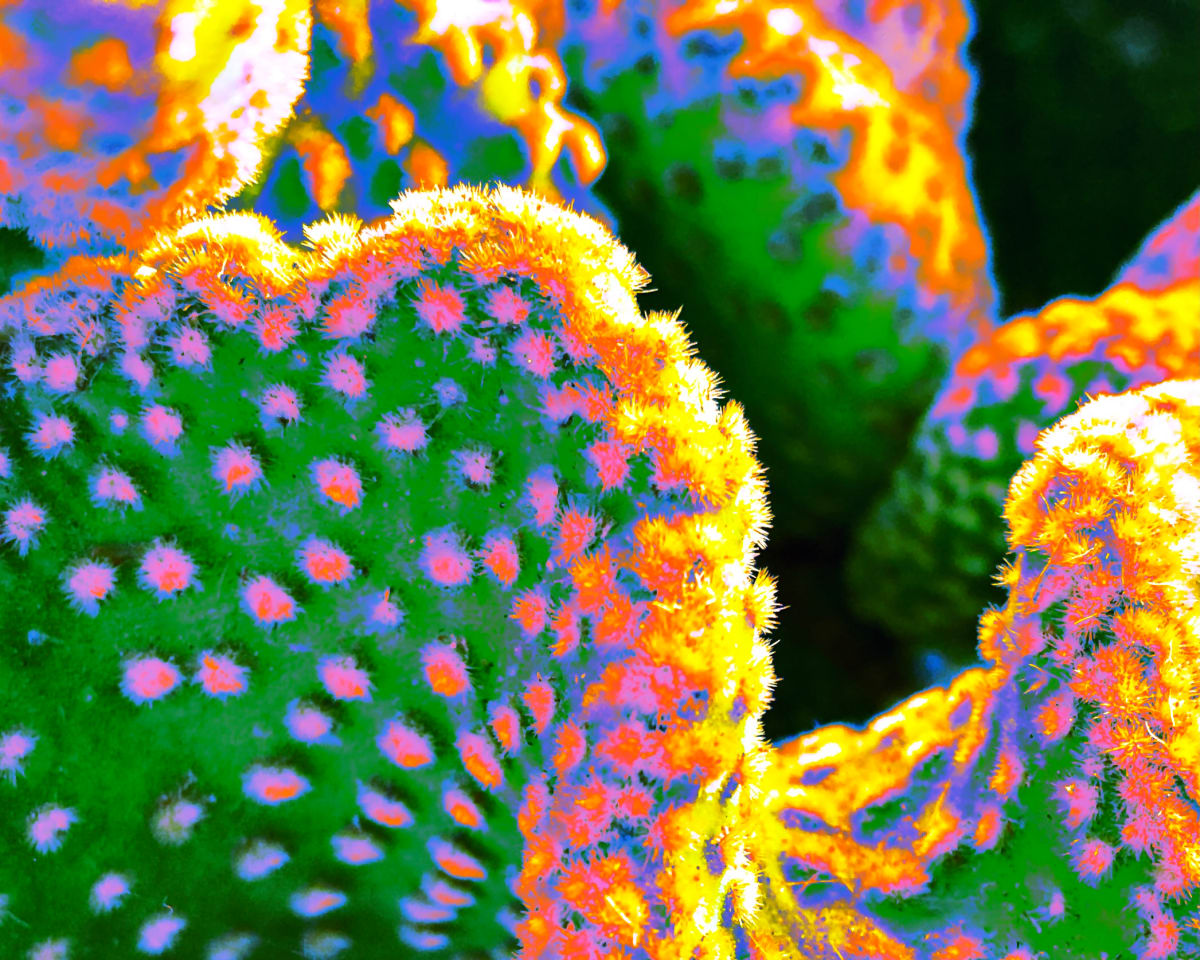 Coronado Cactus by Cherrie Anderson 