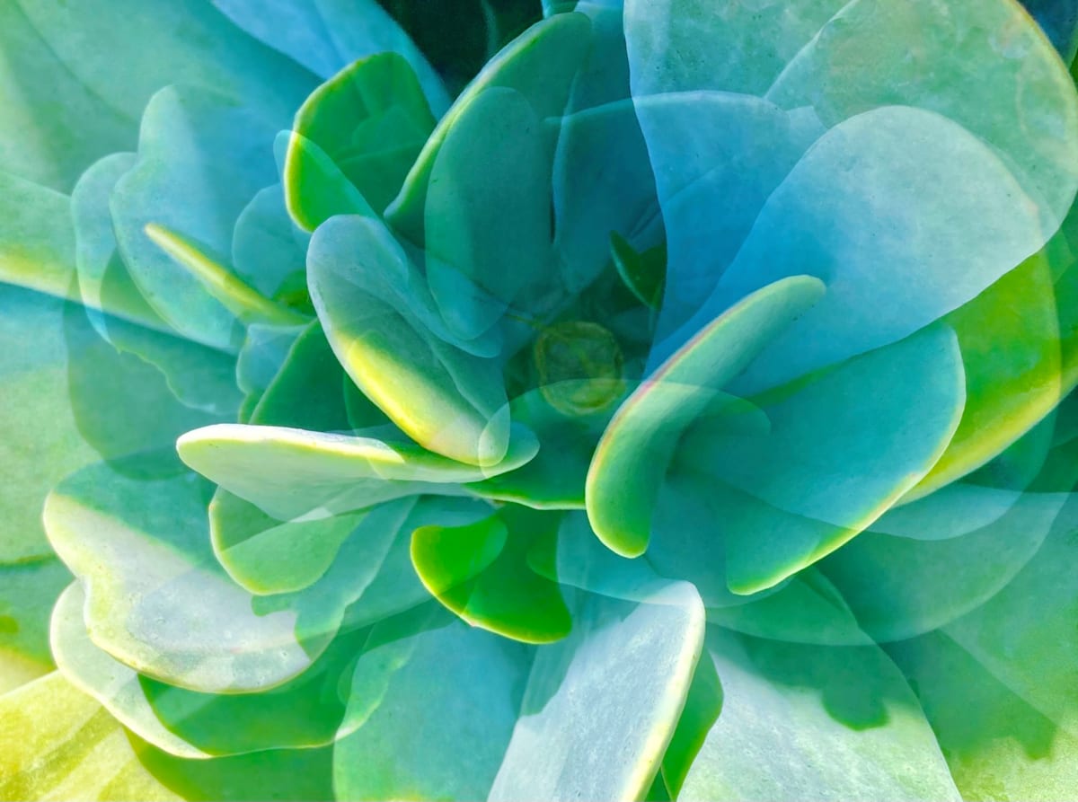 Succulent by Cherrie Anderson 