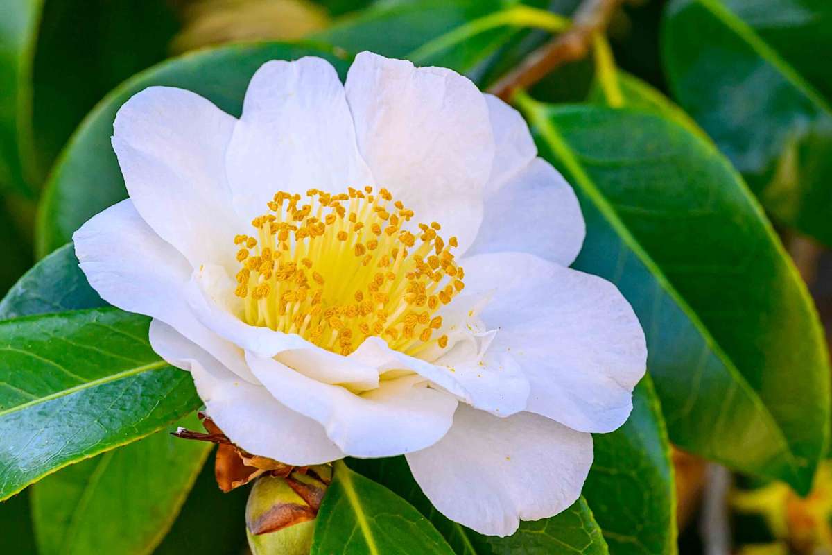 White Camelia by Marcella Apodaca 