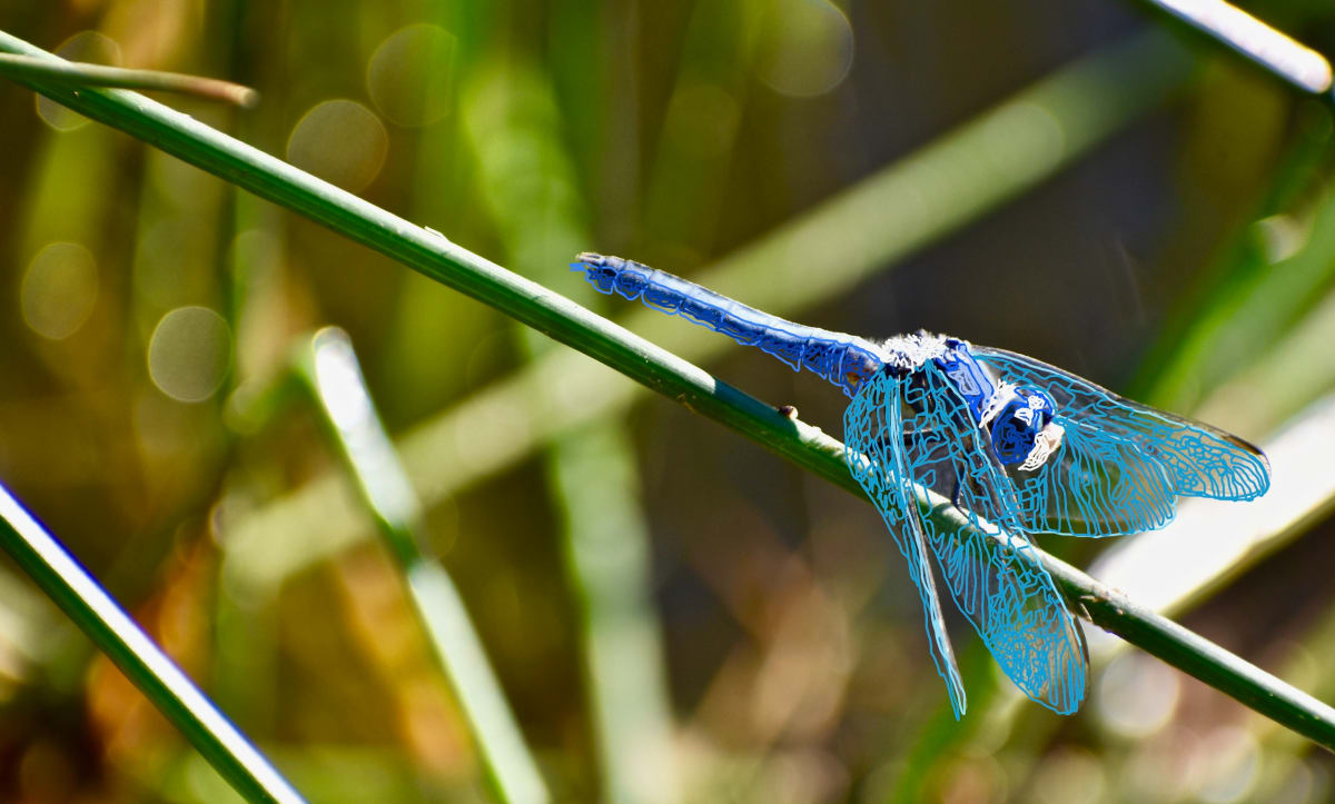 Dragon Fly by Brian Arditi 