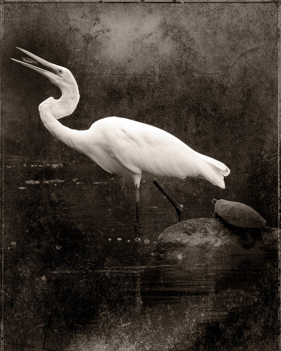 The Egret by Robert David Atkinson 