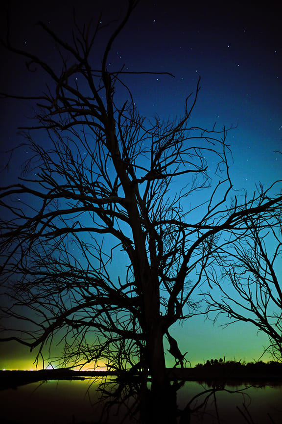 Tree in the Night by Steve Ball 