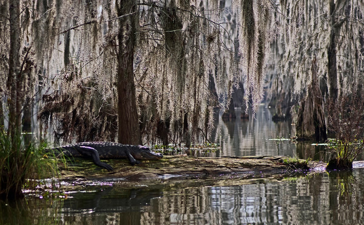 Boudoir for a Beast by Bette J. Kauffman, Image 3.