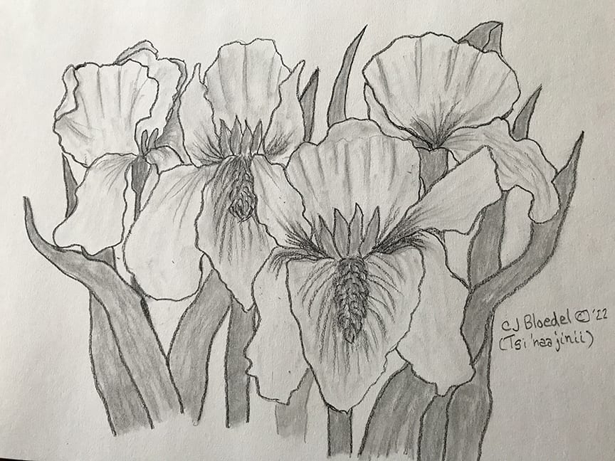 Irises by CJ Bloedel 