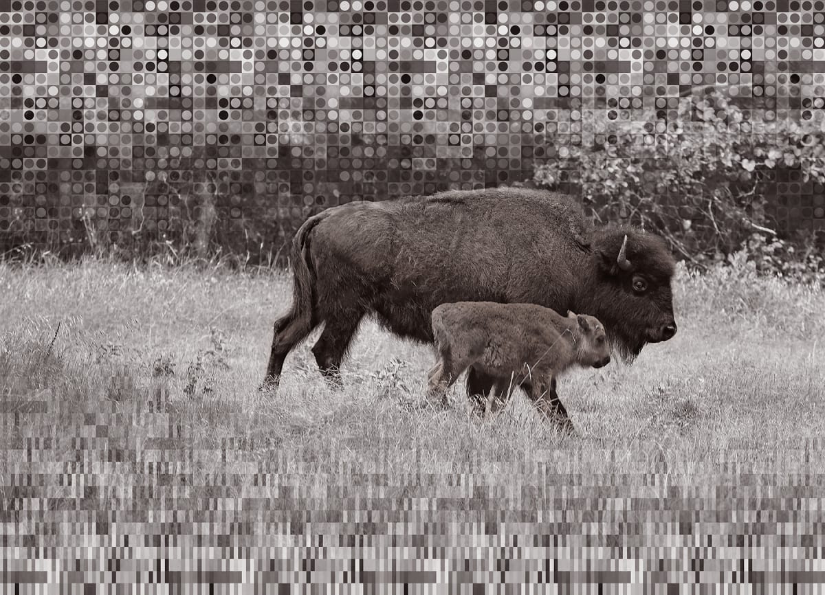 Chickasaw Buffalo by David Blow, Image 8.