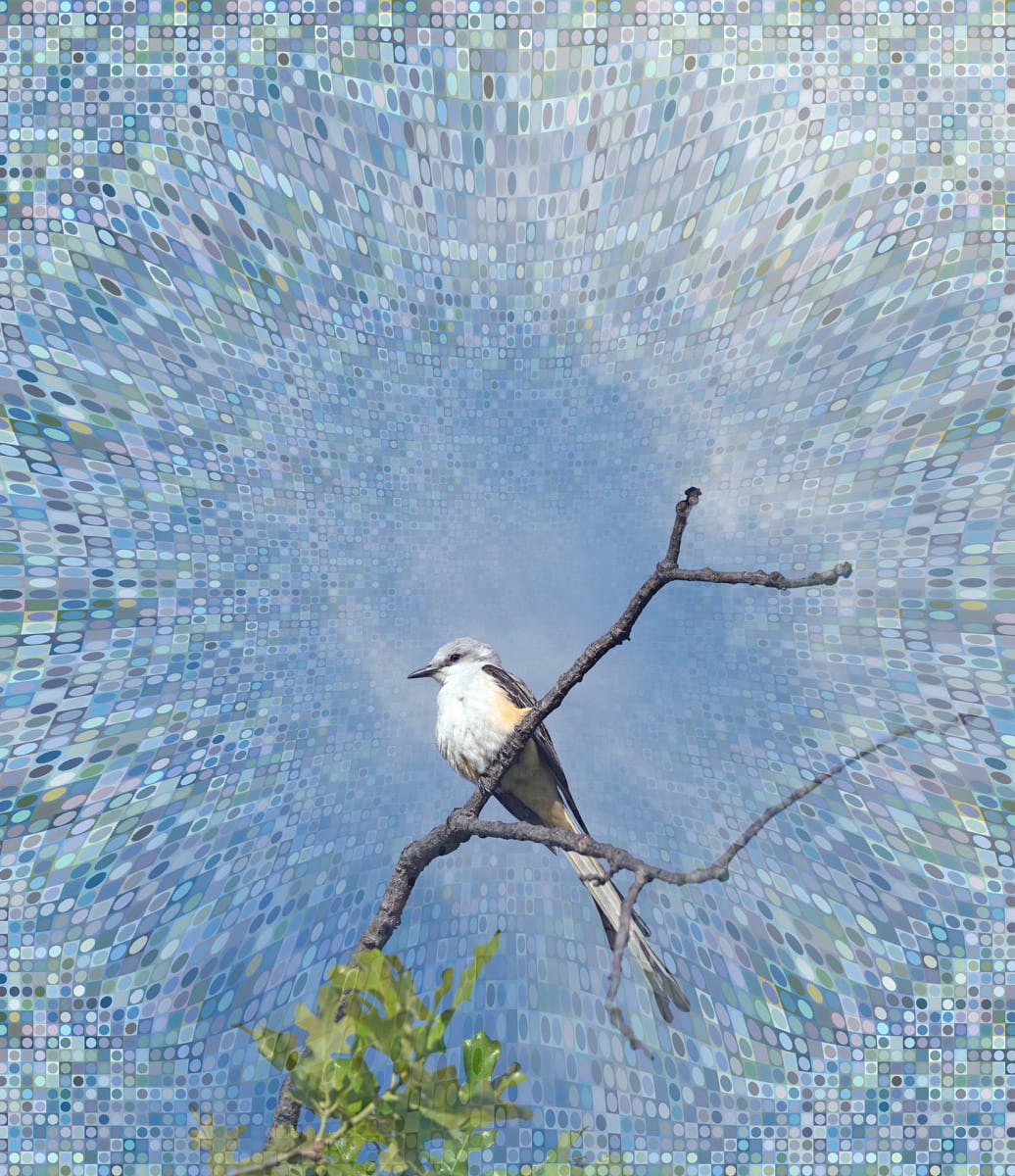 Scissor-Tailed Flycatcher by David Blow 