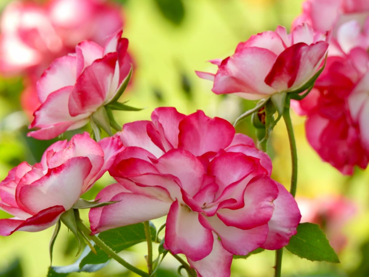 Bright Summer Day by Twyla Bohrer, Image 7.