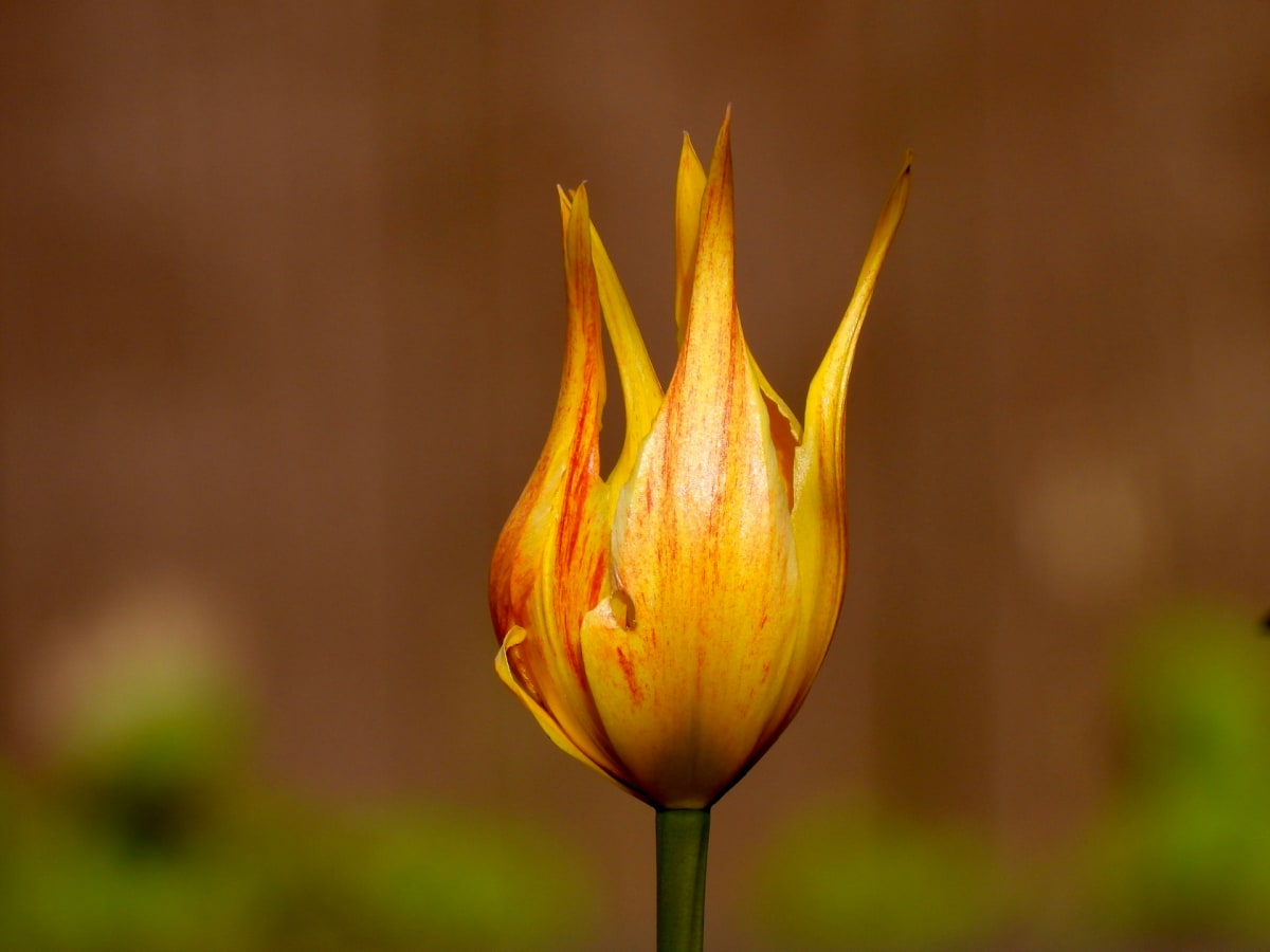 Flower or Flame by Twyla Bohrer 