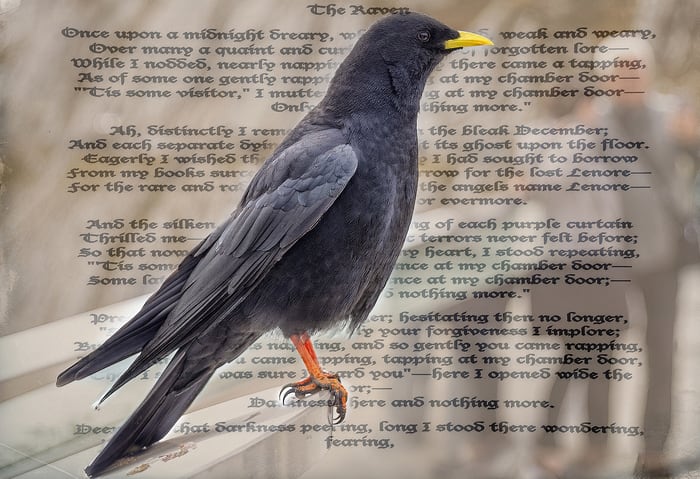 The Raven-Poe by Robert Bolla, Image 2.