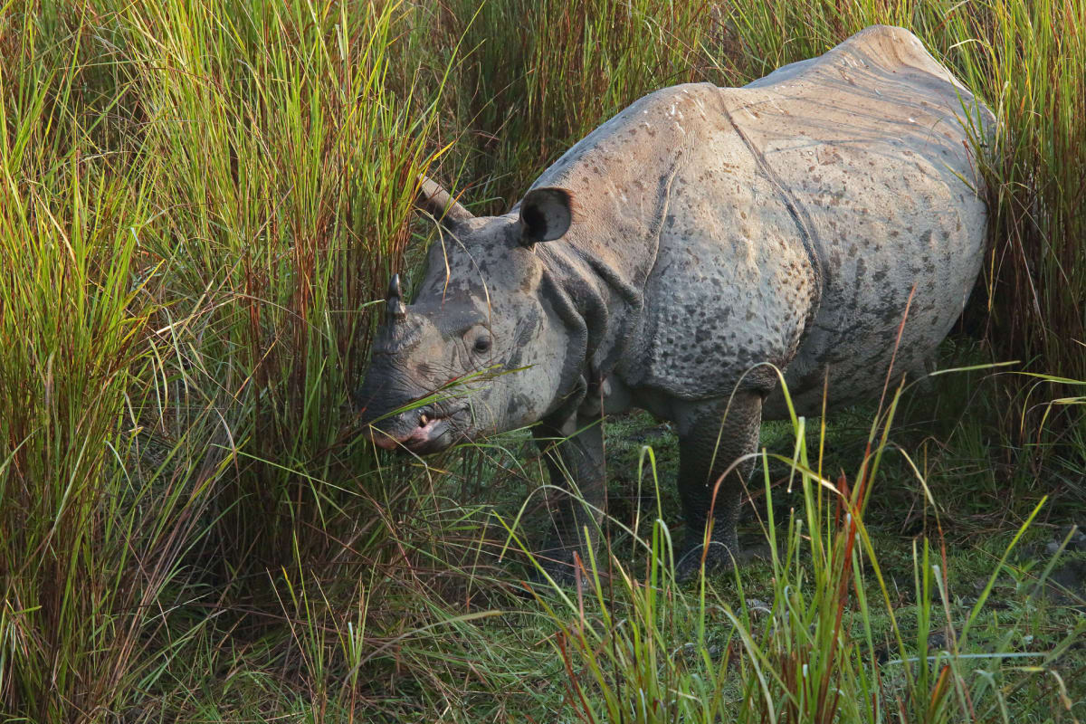 One-Horned Indian Rhinoceros by Lee-Margaret Borland 