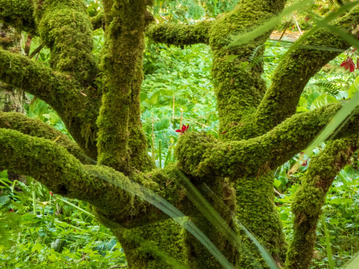 Tranquil Tree by Debra Brown 