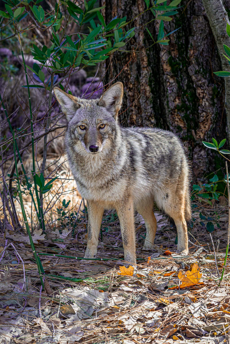 The Look by John S. Brown 