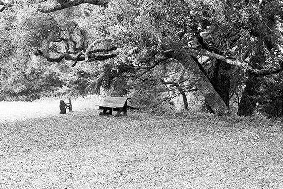 Bench Under Oaks by Denis Chamberlin 